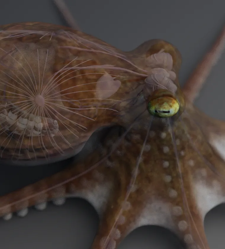 Eledone cirrhosa Eledone cirrhosa