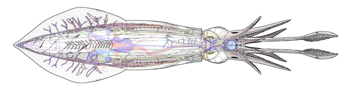 Loligo vulgaris Loligo vulgaris