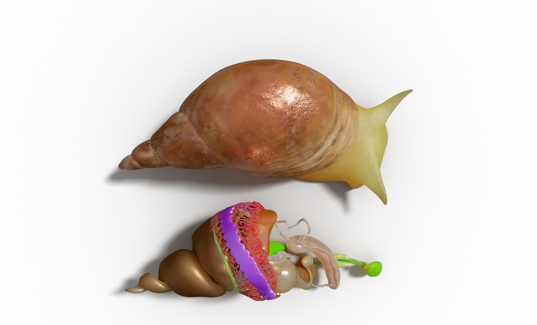 Lymnaea stagnalis anatomy Lymnaea stagnalis anatomy